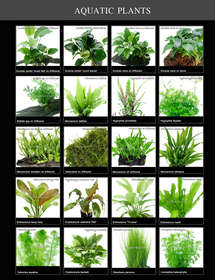 Aquatic Plant.jpg